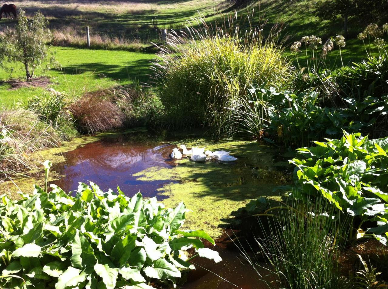 Tasman Farmstay Retreat Glenmhor Екстер'єр фото